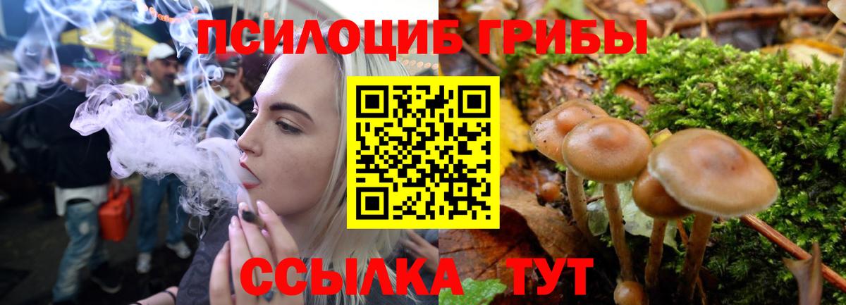 Чита  Псилоцибиновые грибы Cubensis  Вход с VPN 